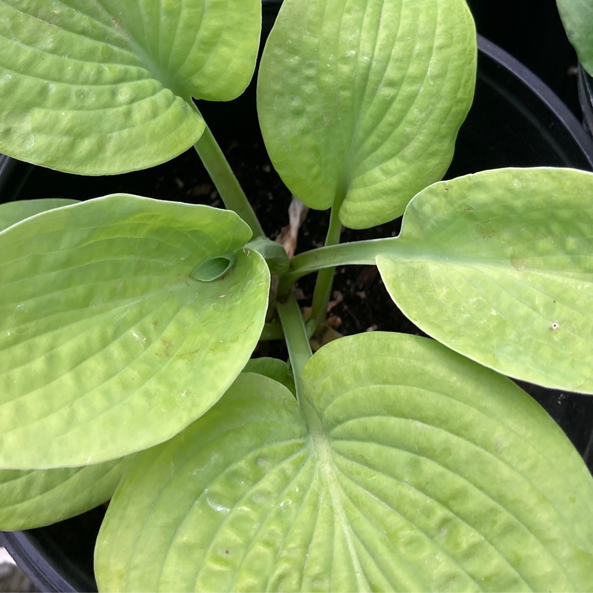 Rosedale Golden Goose Hillcrest Hostas & More