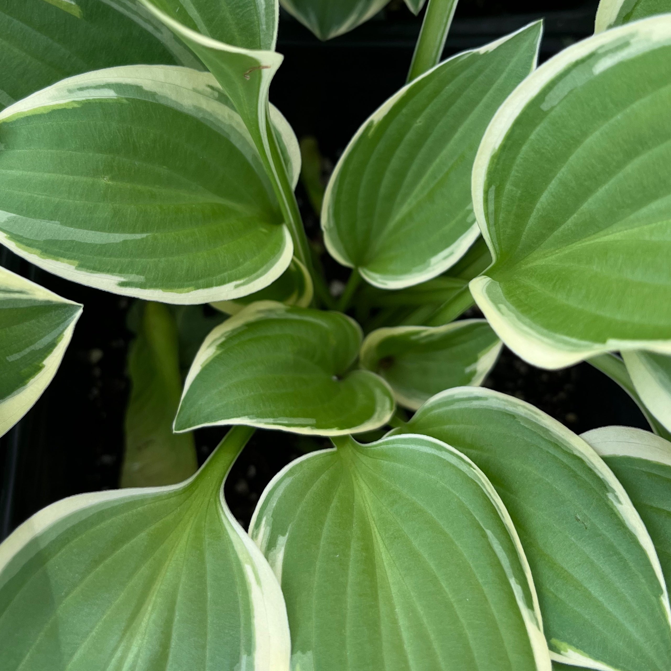 Diamond Tiara | Hillcrest Hostas & More