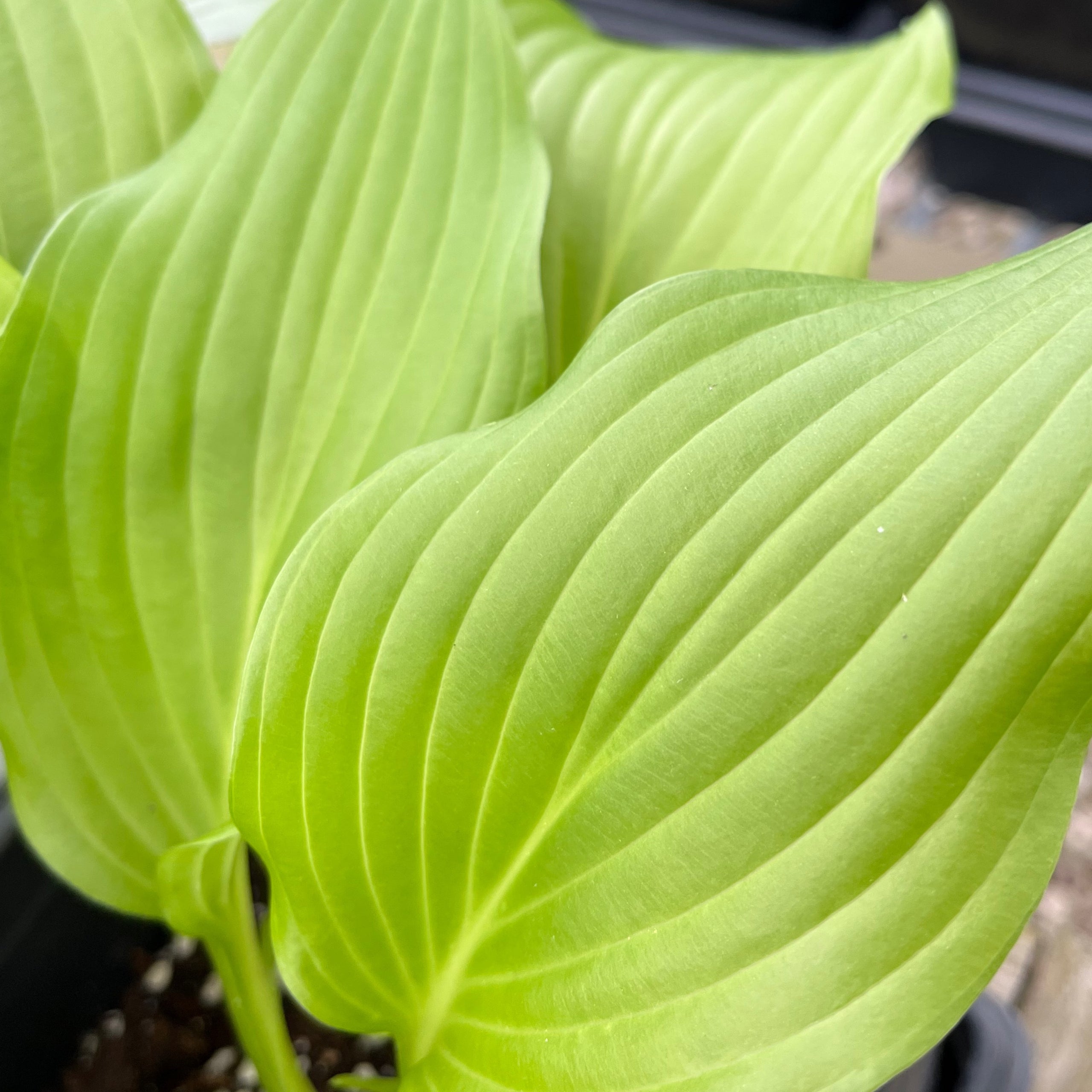 Hirao Majesty | Hillcrest Hostas & More