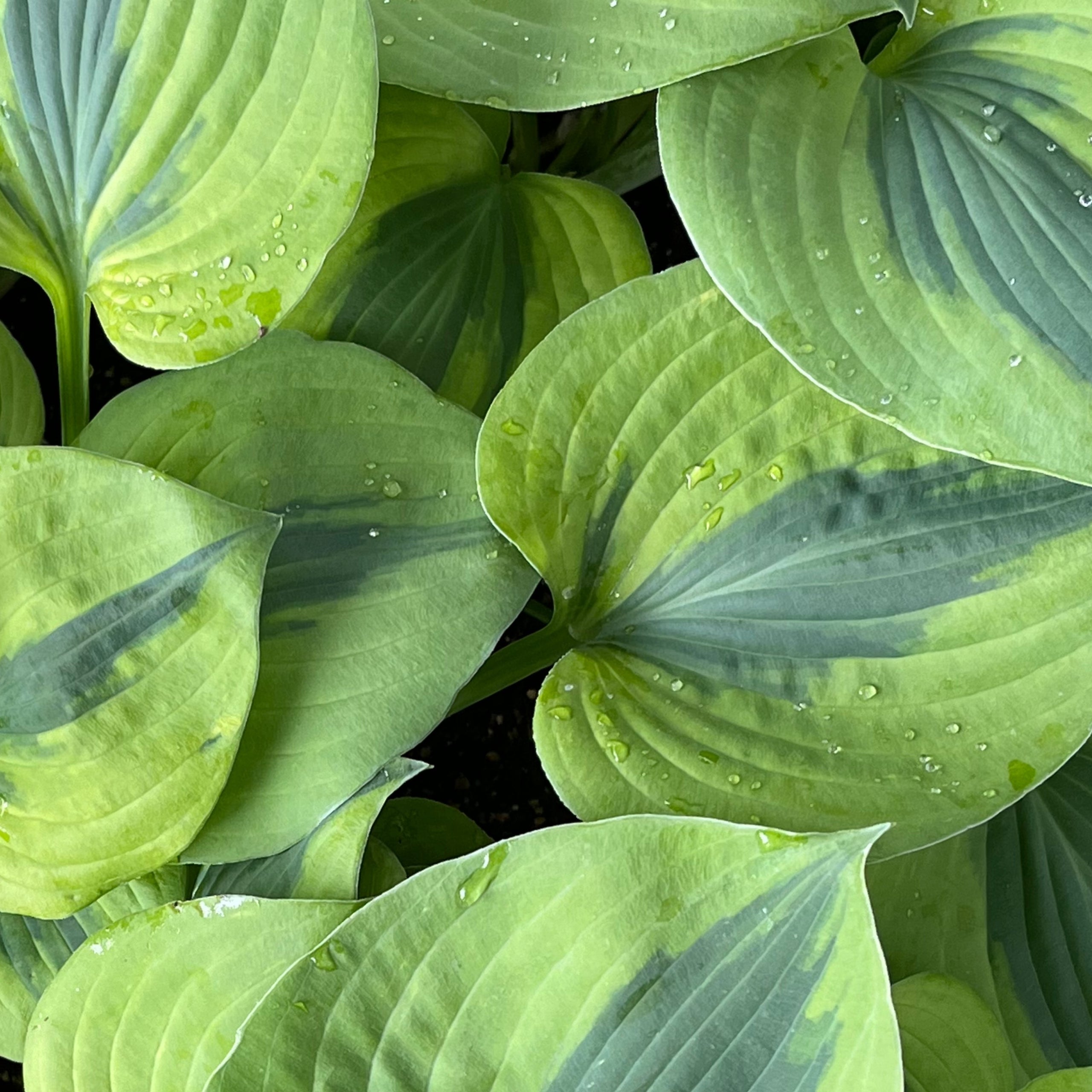 Luna Moth | Hillcrest Hostas & More