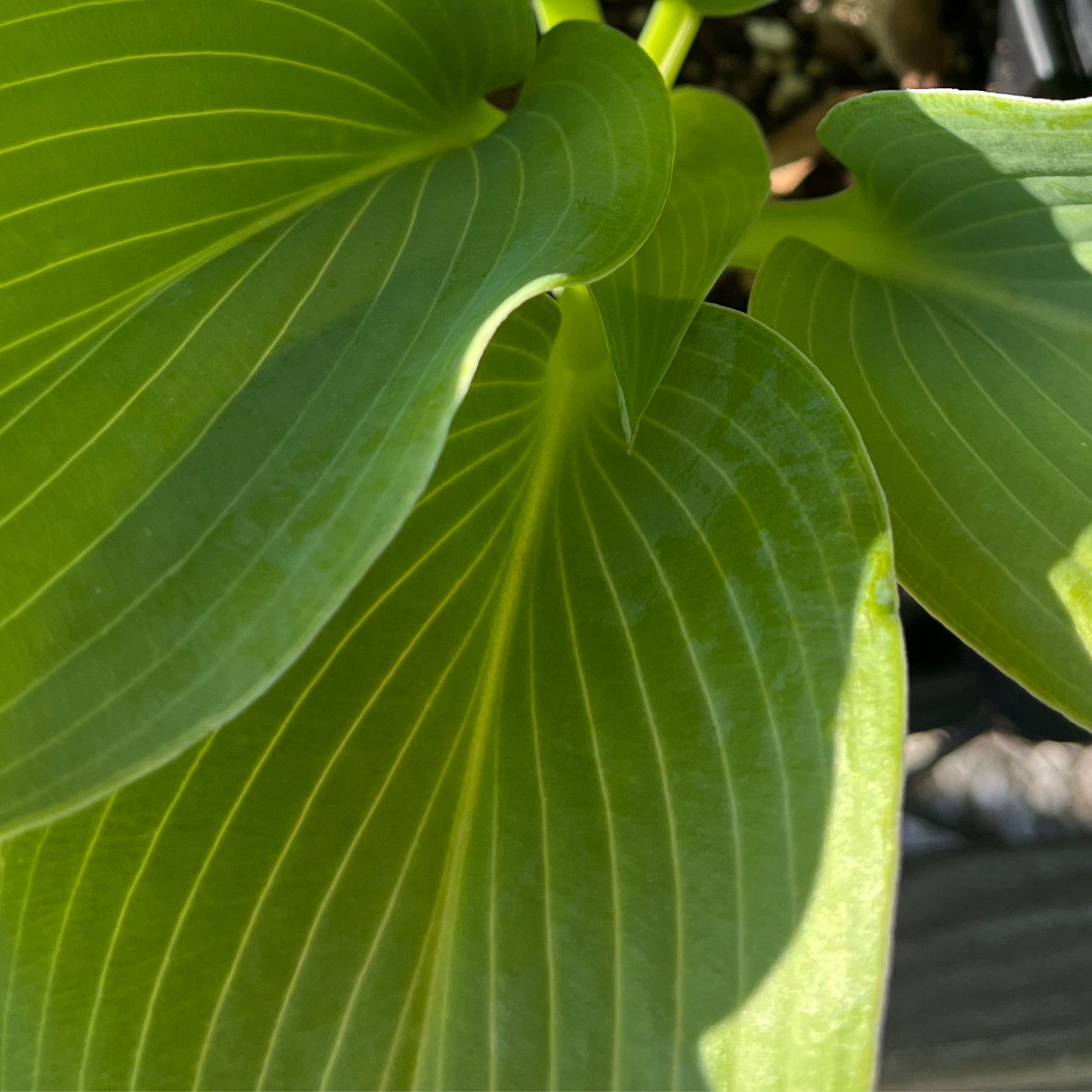 Zeppelin | Hillcrest Hostas & More